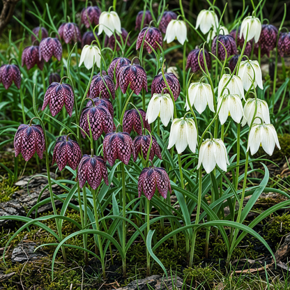 Blumenzwiebeln Fritillaria Meleagris Mix | 30 Stück Lila &amp; Weiß – Zwiebelgröße 6/7 – XXL Pack