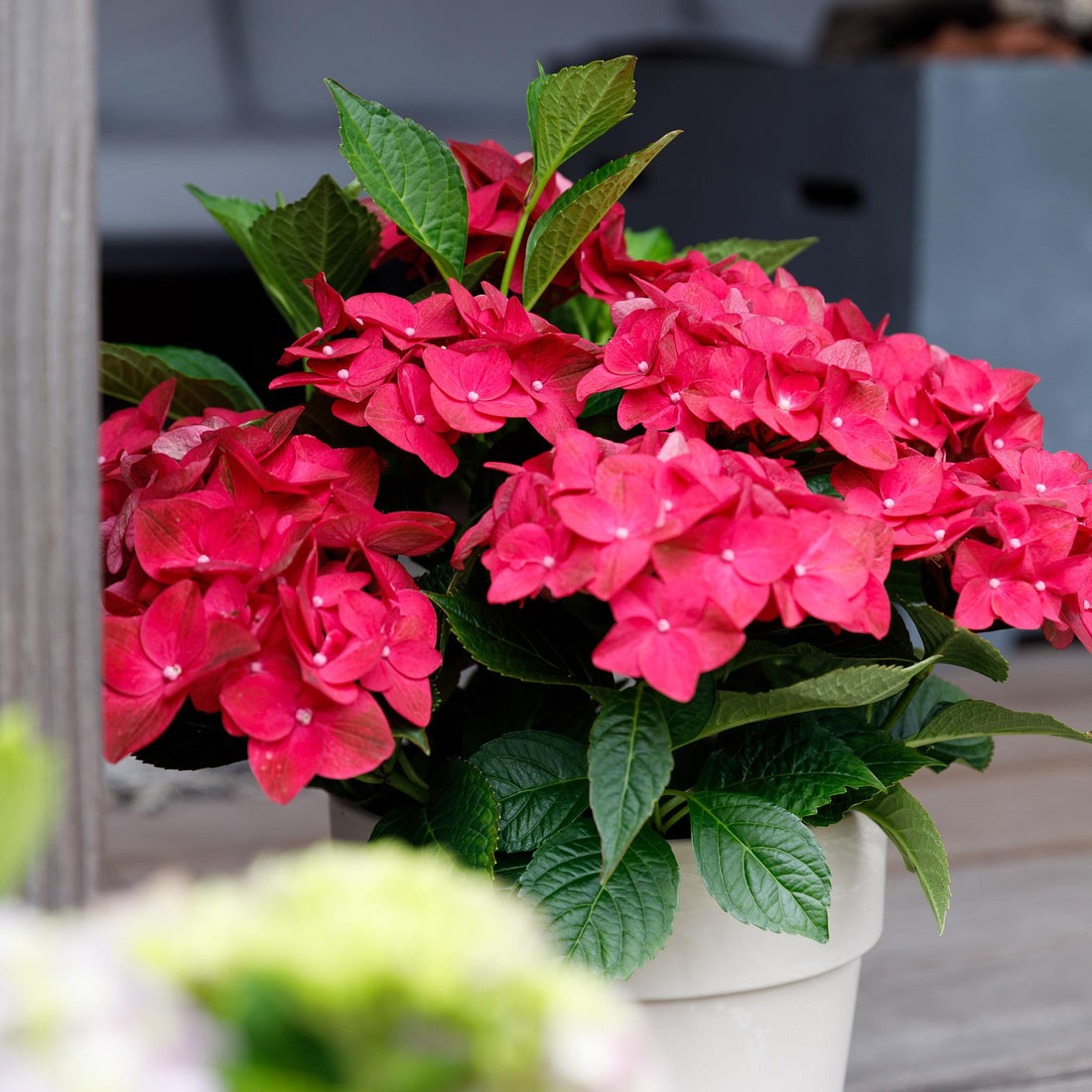 Balkon-Hortensie Magical Tuesday &amp; Sapphire Rot – 2 Pflanzen – 6–10 Blüten – Ø23 cm Topf – Höhe ca. 55 cm
