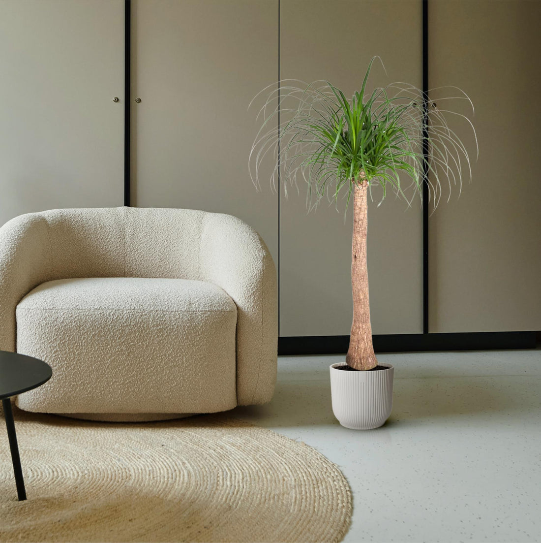 Beaucarnea Elefantenfuß 120 cm | Zimmerpflanze im Ø32 cm Topf – Pflegeleicht &amp; Exotisch