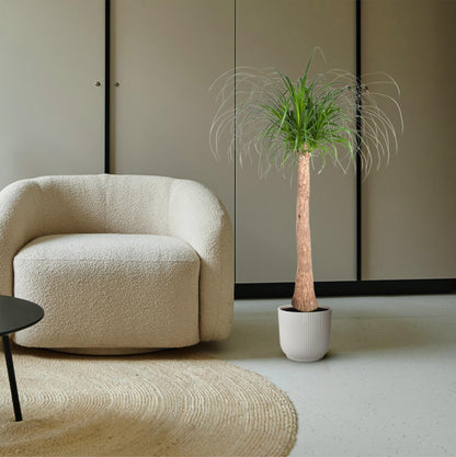 Beaucarnea Elefantenfuß 120 cm | Zimmerpflanze im Ø32 cm Topf – Pflegeleicht &amp; Exotisch