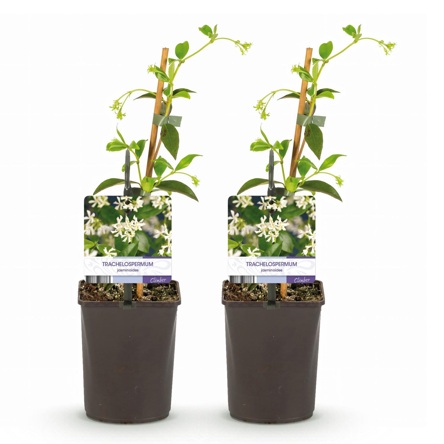 Toskanischer Jasmin - Trachelospermum jasminoides - Blüte Weiß - Immergrün - 2 Pflanzen - Topf 11cm Höhe 40cm