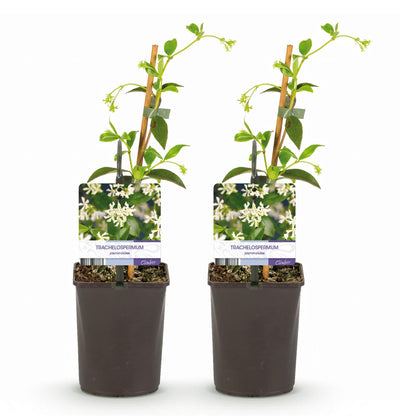 Toskanischer Jasmin - Trachelospermum jasminoides - Blüte Weiß - Immergrün - 2 Pflanzen - Topf 11cm Höhe 40cm