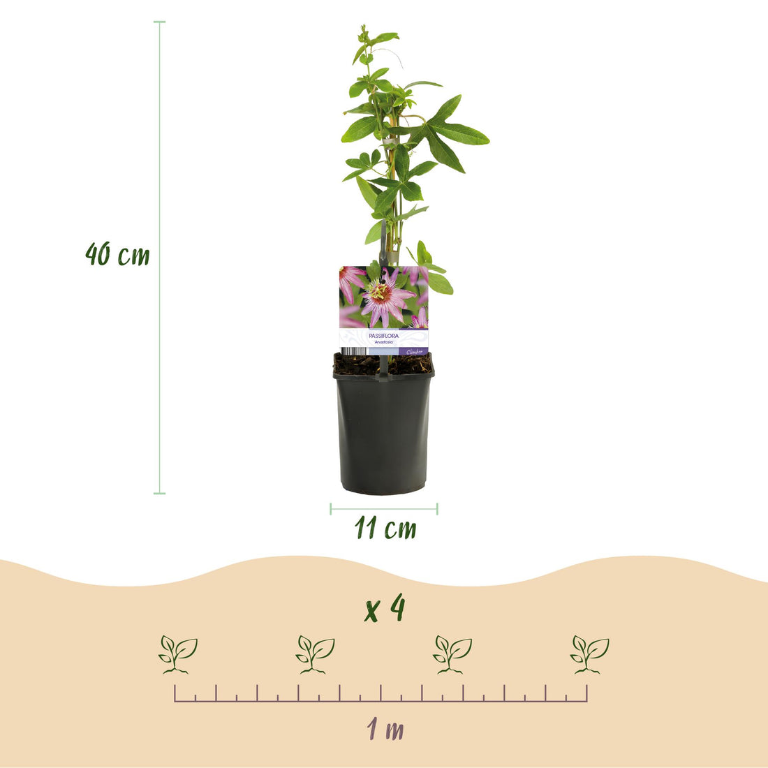 Passionsblume - Passiflora Anastasia - Blume Rosa - Wenig Pflege - 2 Pflanzen - Topf 11cm Höhe 40cm