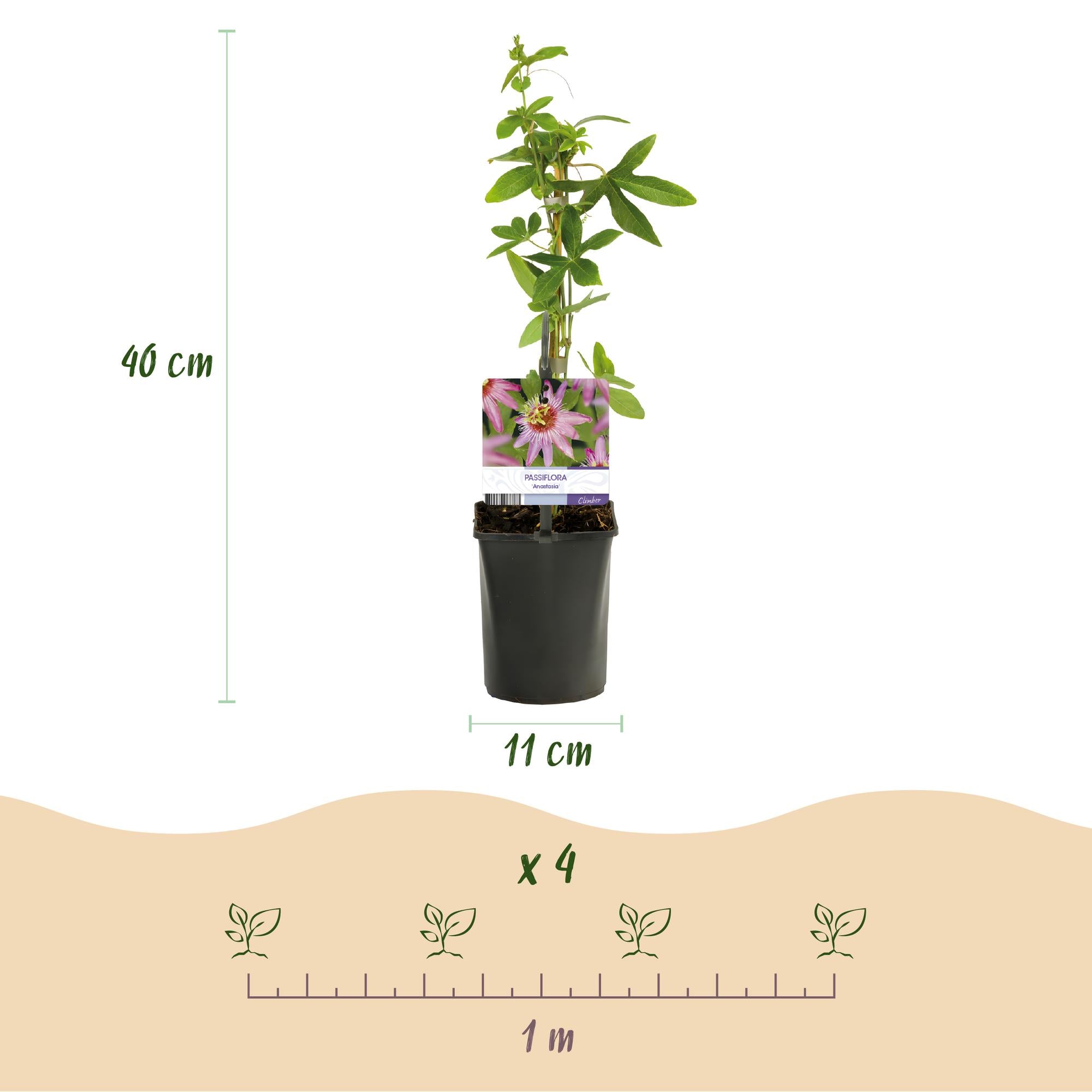 Passionsblume - Passiflora Anastasia - Blume Rosa - Wenig Pflege - 2 Pflanzen - Topf 11cm Höhe 40cm