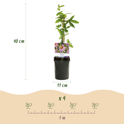 Passionsblume - Passiflora Anastasia - Blume Rosa - Wenig Pflege - 2 Pflanzen - Topf 11cm Höhe 40cm