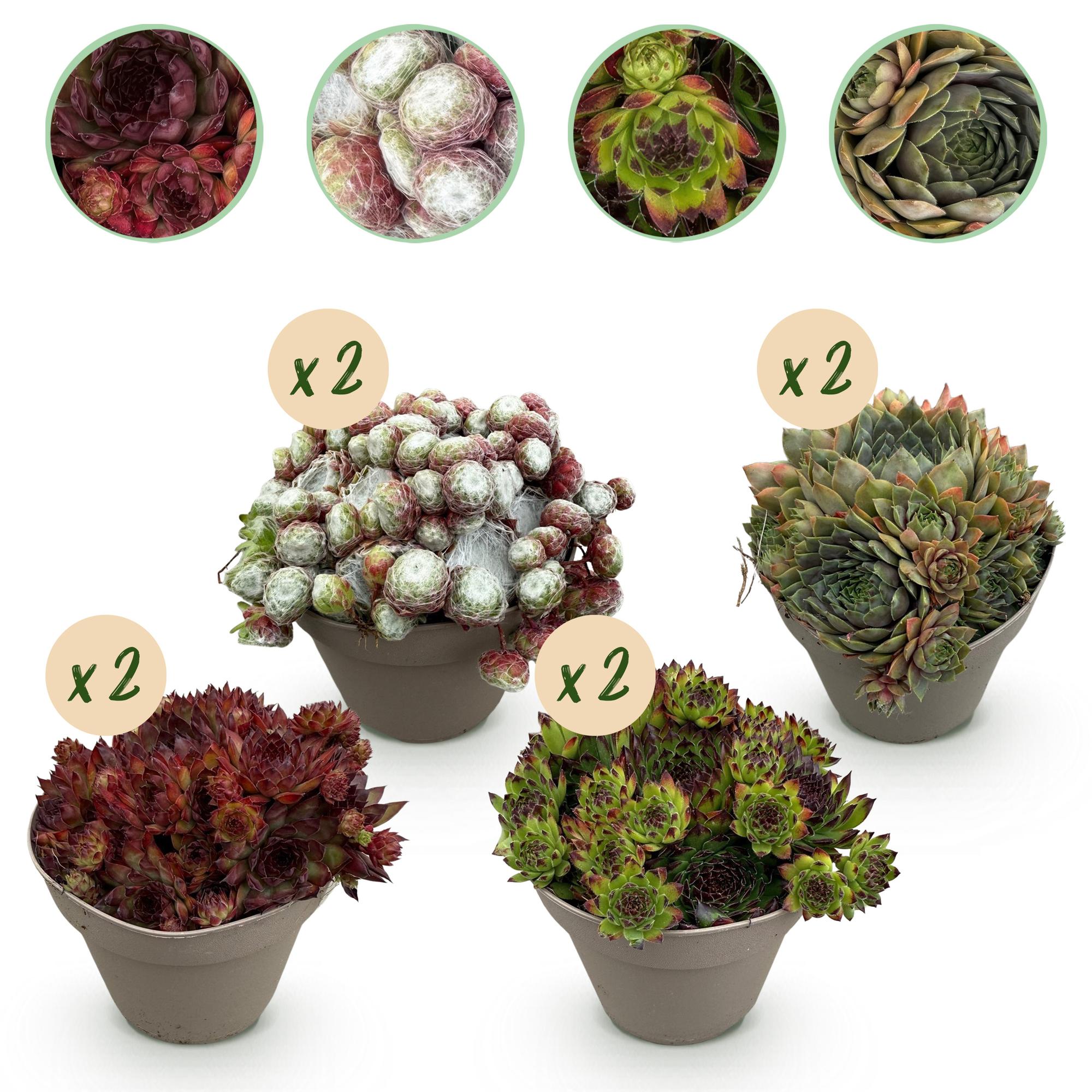 Sempervivum Big Sam – 8x winterharte Bodendecker