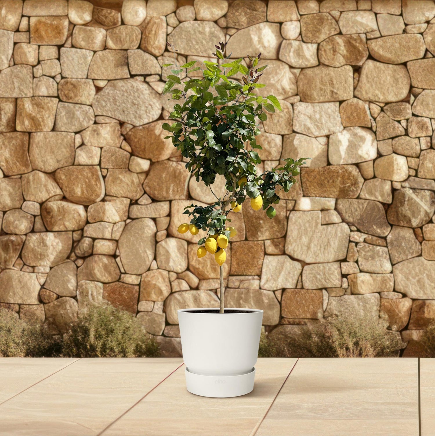 Zitronenbaum - 150 cm - ø24