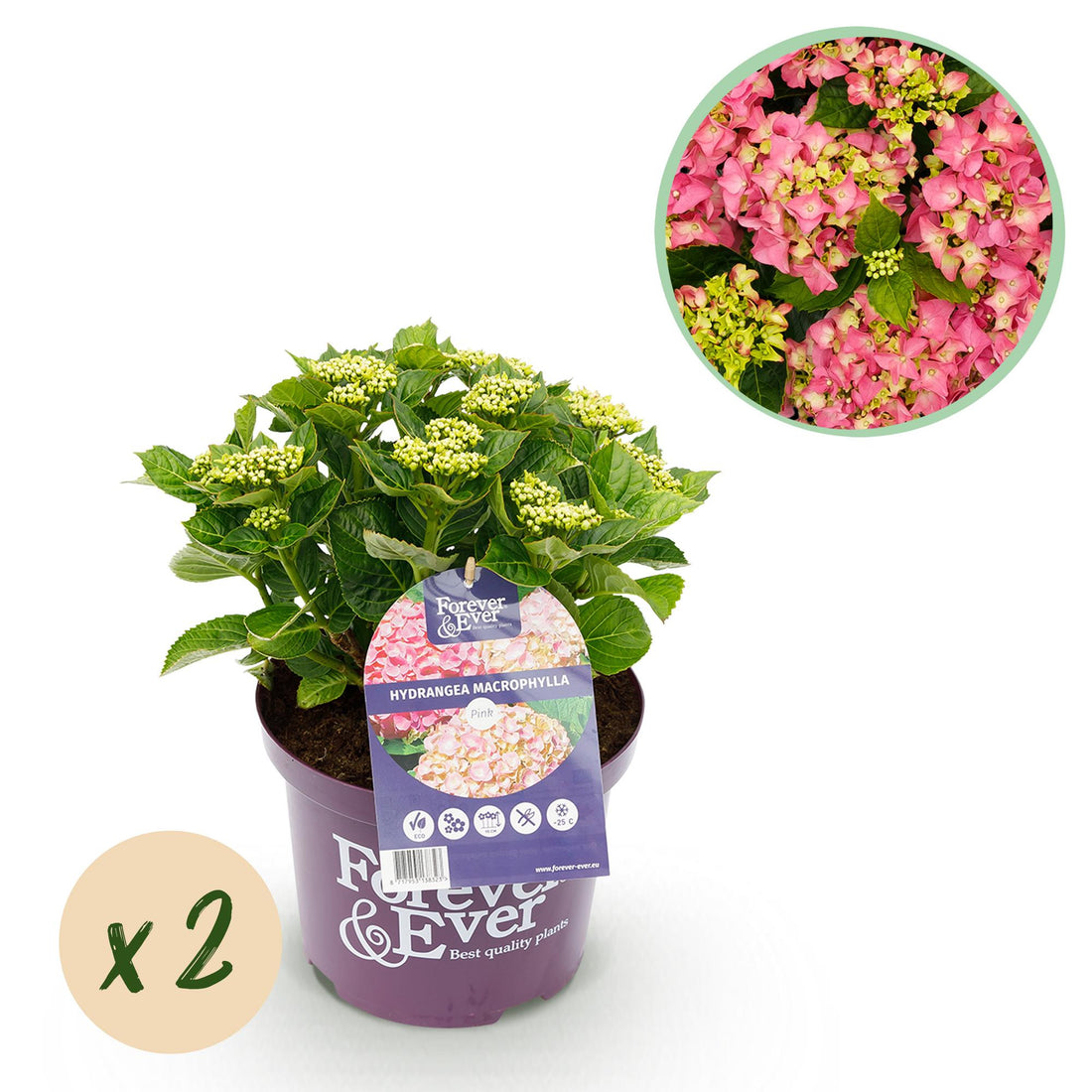 Balkon-Hortensie Forever &amp; Ever Rosa – 2 Pflanzen – 7–12 Blüten – Ø23 cm Topf – Höhe ca. 55 cm