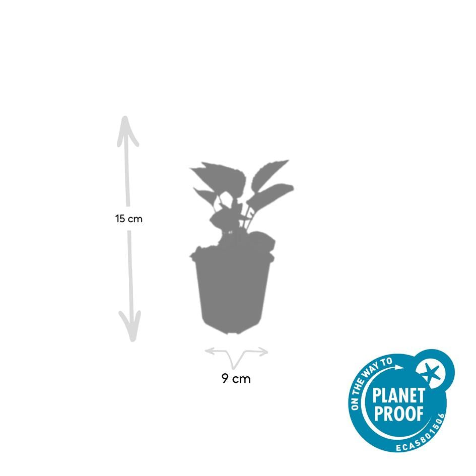 24x Echinacea purpurea ‘Magnus’ – Purpur-Sonnenhut für Staudenbeete &amp; Naturgärten – Höhe 10–25 cm – Ø 9 cm