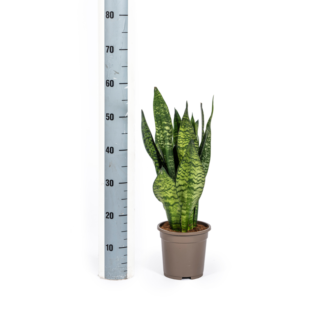 Sansevieria Zeylanica Compacta – Pflegeleichte Zimmerpflanze
