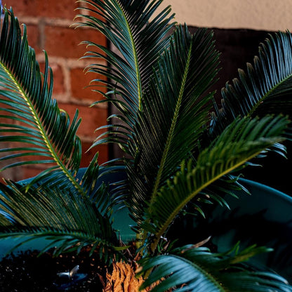 Mediterrane Blumenerde 40 Liter inklusive RhizoPlus – Spezialerde für Olivenbäume, Zitruspflanzen &amp; Palmen