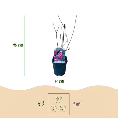 Deutzia hybrida Strawbery Fields - Blüte Rosa - 1 Pflanze - Laubabwerfend - Wenig Pflege - Topf 17cm Höhe 45cm