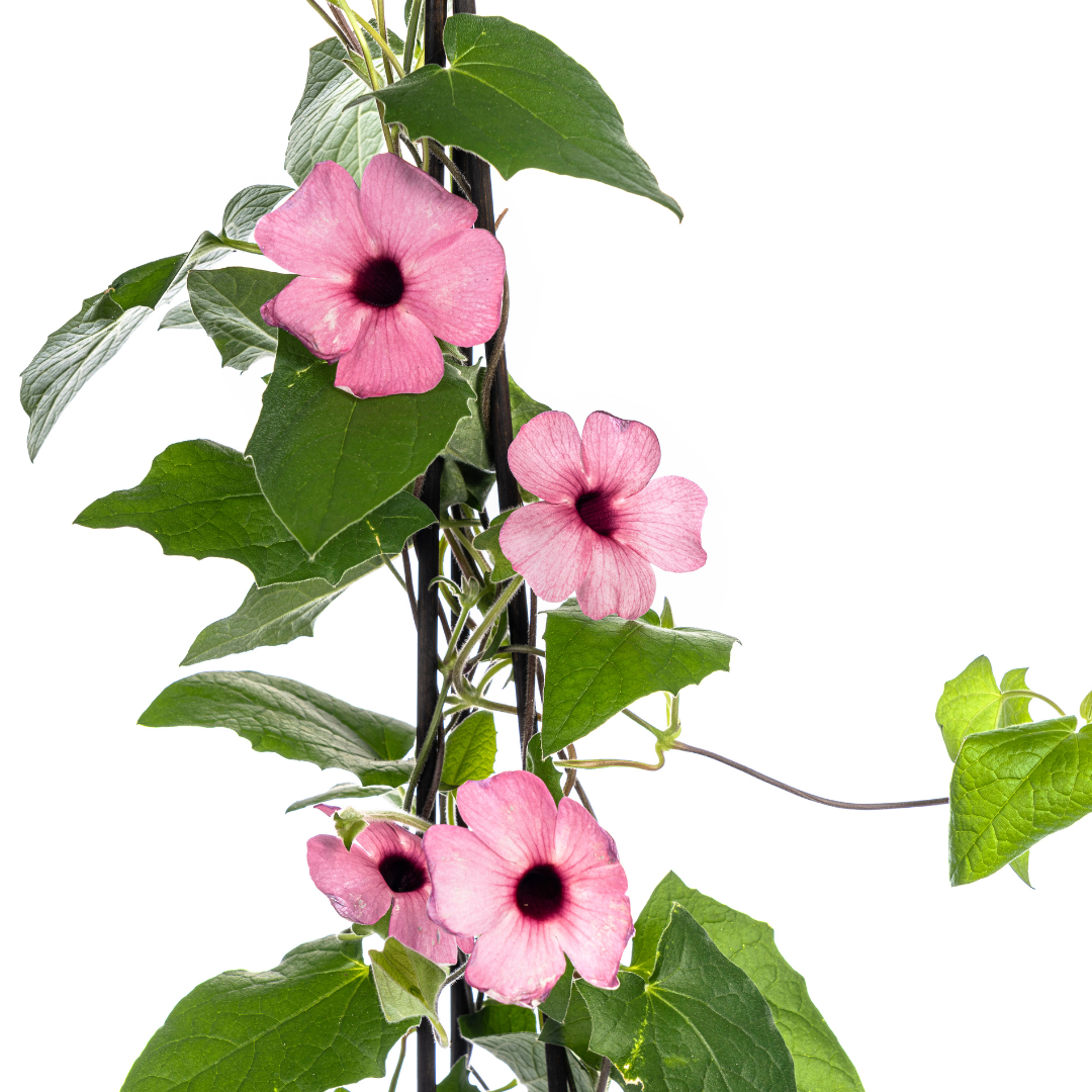 4x Thunbergia alata Sunny Susy Rose Sensation Ø13 cm - ↕60 cm