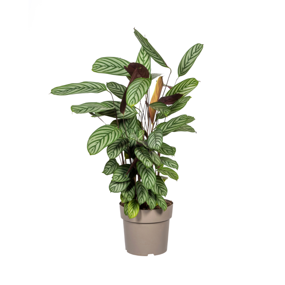 Calathea oppenheimiana | Korbmarante in verschiedenen Größen – Immergrün &amp; Haustierfreundlich
