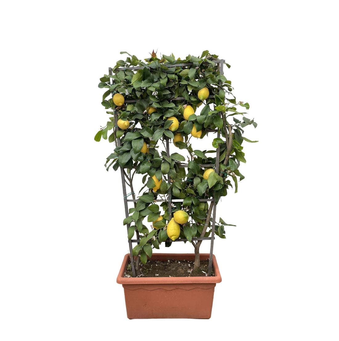 Citrus Lemon Spalier 160 cm | Zitronenbaum im Ø60 cm Topf – Mediterrane Kübelpflanze