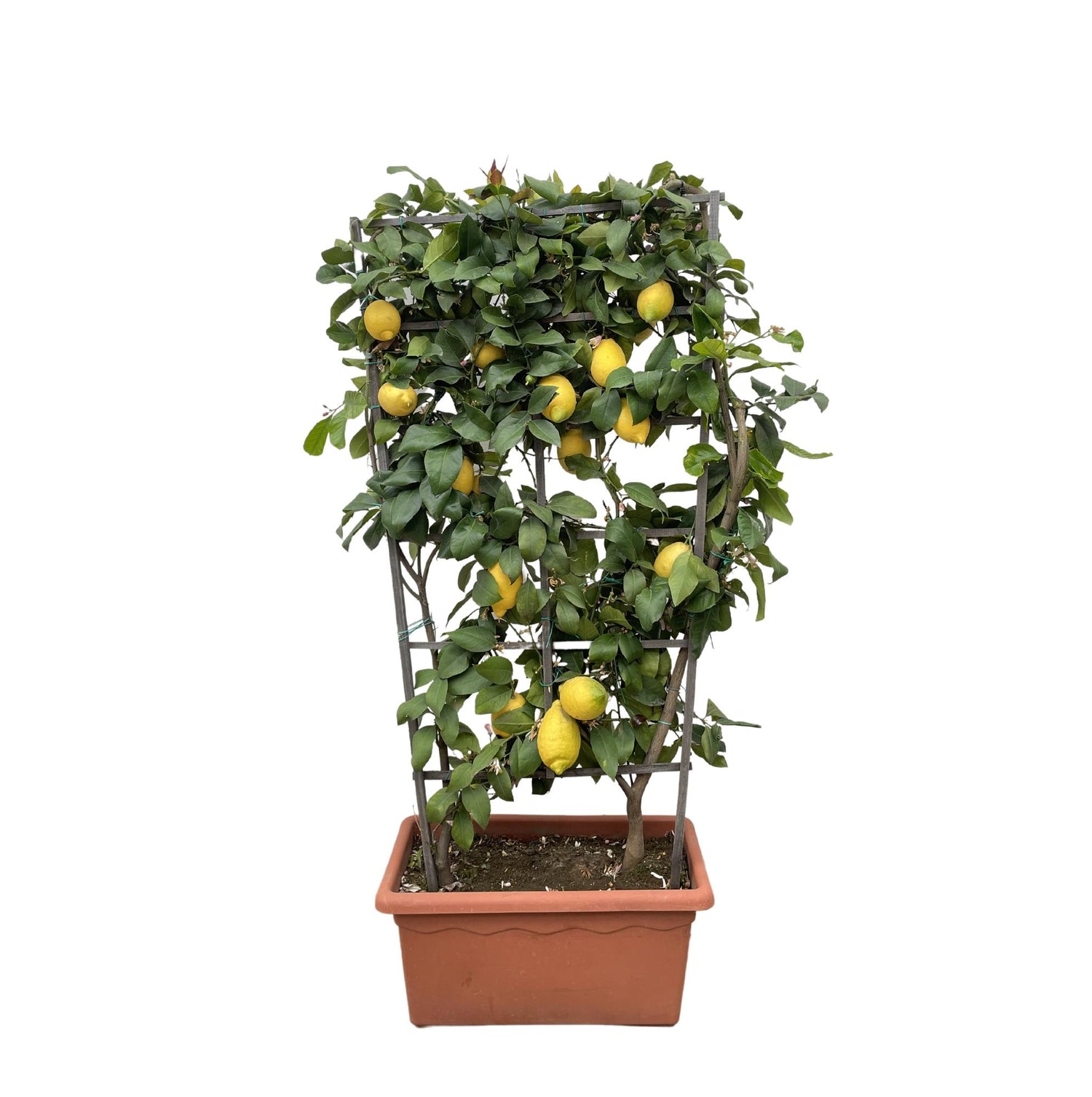 Citrus Lemon Spalier 160 cm | Zitronenbaum im Ø60 cm Topf – Mediterrane Kübelpflanze