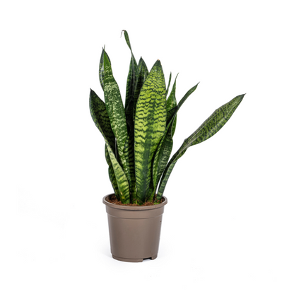 Sansevieria Zeylanica Compacta – Pflegeleichte Zimmerpflanze