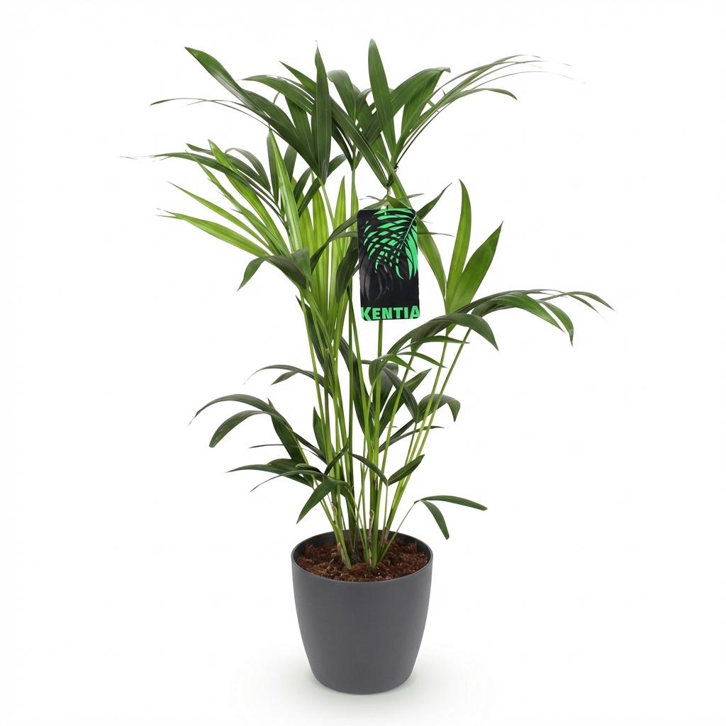 Howea Forsteriana - Kentia Palme - 1 Pflanze - mit Topf Potter Weiß, Grau oder mit Korb - Höhe 80-85cm