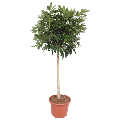 Schefflera Arboricola Compacta - 190 cm - ø45