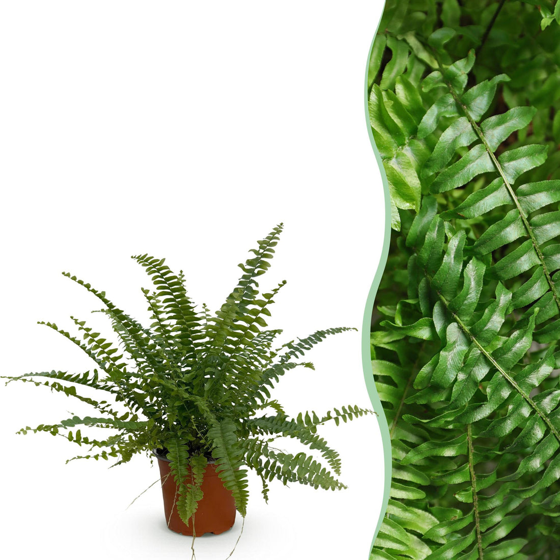 Nephrolepsis exaltata Green Lady - Farn - 1 Pflanze - Topf 12cm - Höhe 25cm