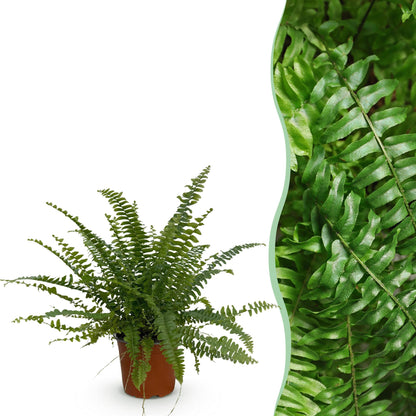 Nephrolepsis exaltata Green Lady - Farn - 1 Pflanze - Topf 12cm - Höhe 25cm