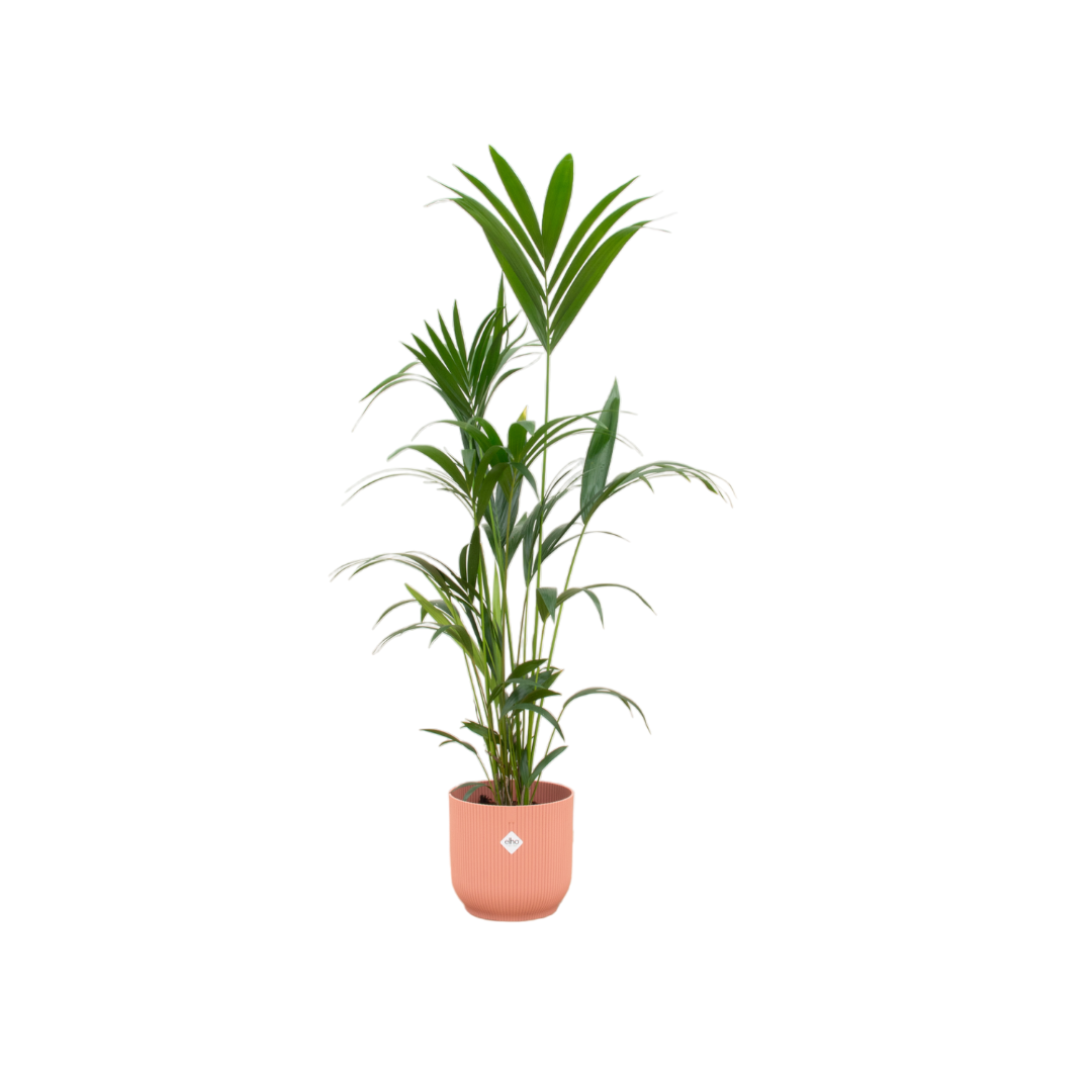 Kentia-Palme 160cm mit Topf – Elegante Zimmerpalme für stilvolles Grün