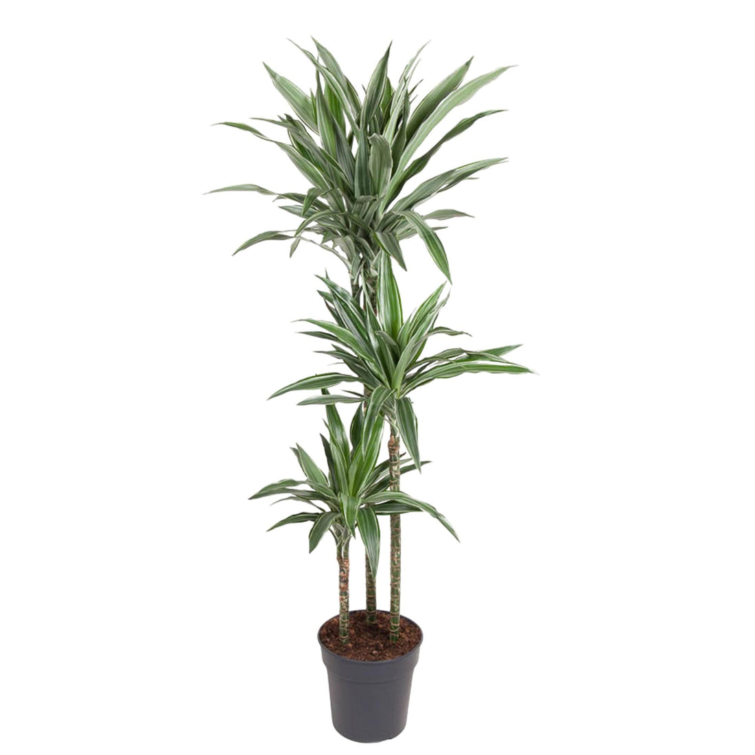 Dracaena Warneckei (Drachenbaum)