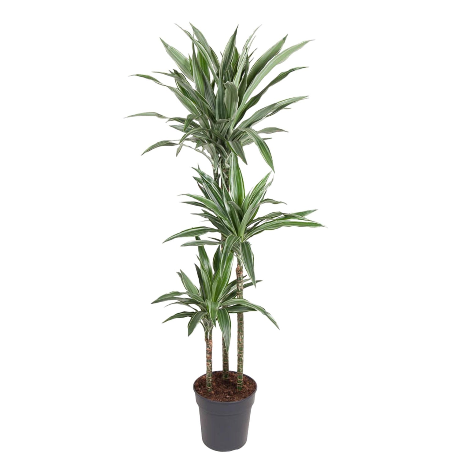 Dracaena Warneckei (Drachenbaum)