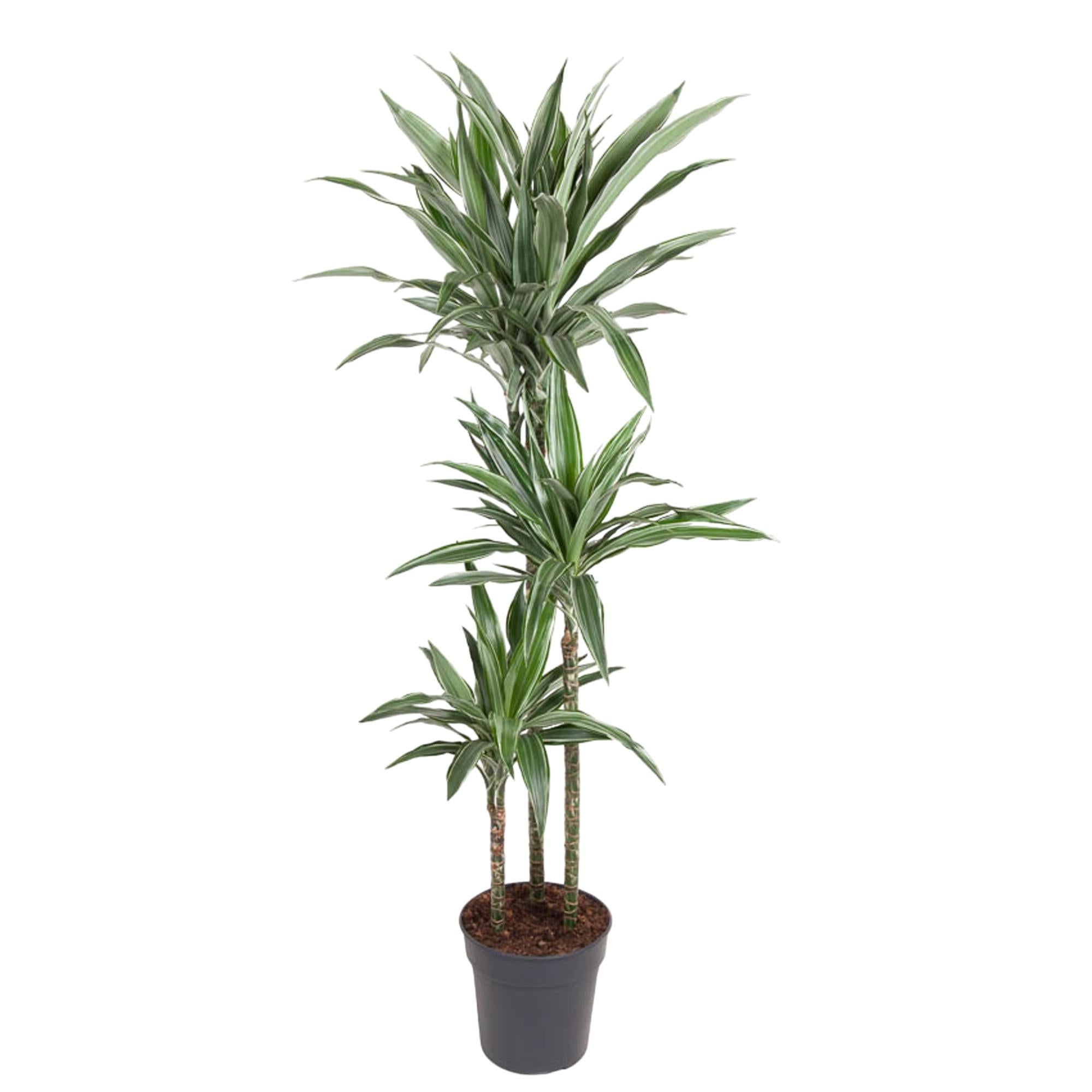 Dracaena Warneckei (Drachenbaum)