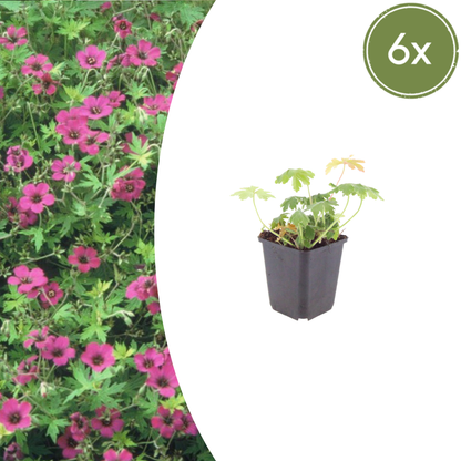 6x Geranium macr. &
