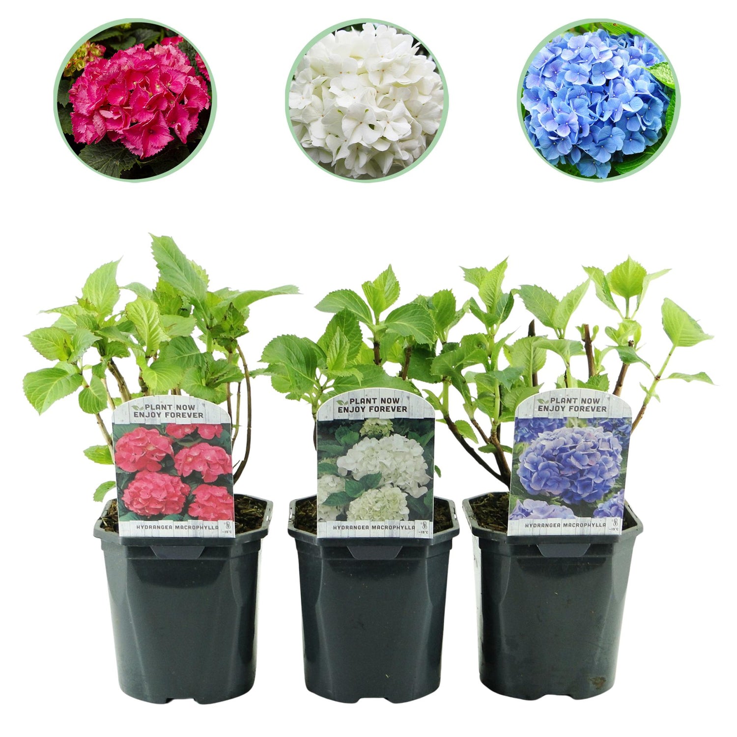 Hydrangea macrophylla Tricolour - Blüte Blau, Rosa und Weiß - 3 Pflanzen - Laubabwerfend - Wenig Pflege - Topf 17cm Höhe 30cm