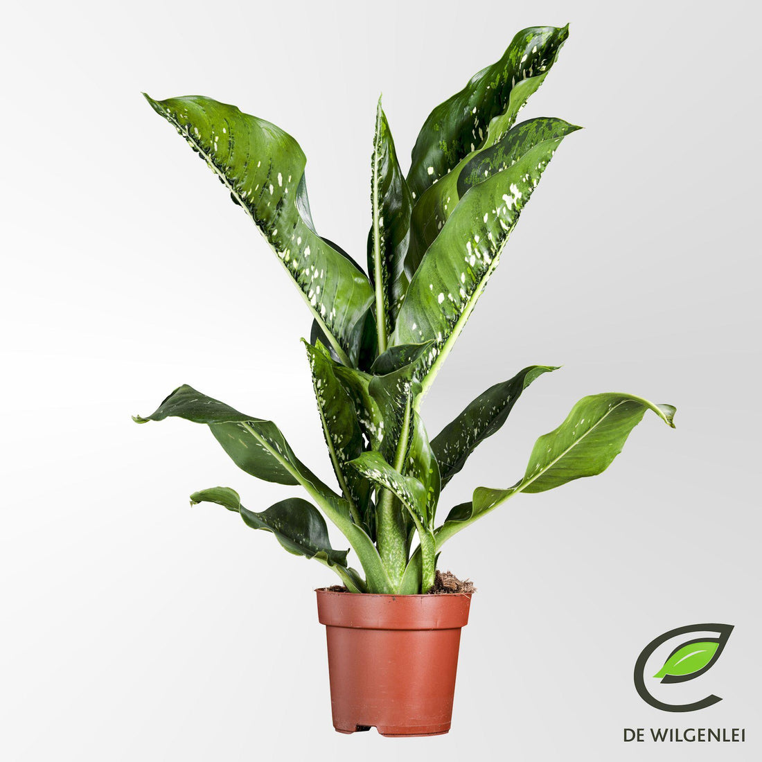 Dieffenbachia seguine ‘Caiman’ – XL-Zimmerpflanze mit exotischem Blattschmuck – Ø 21 cm Topf – Höhe ca. 75 cm