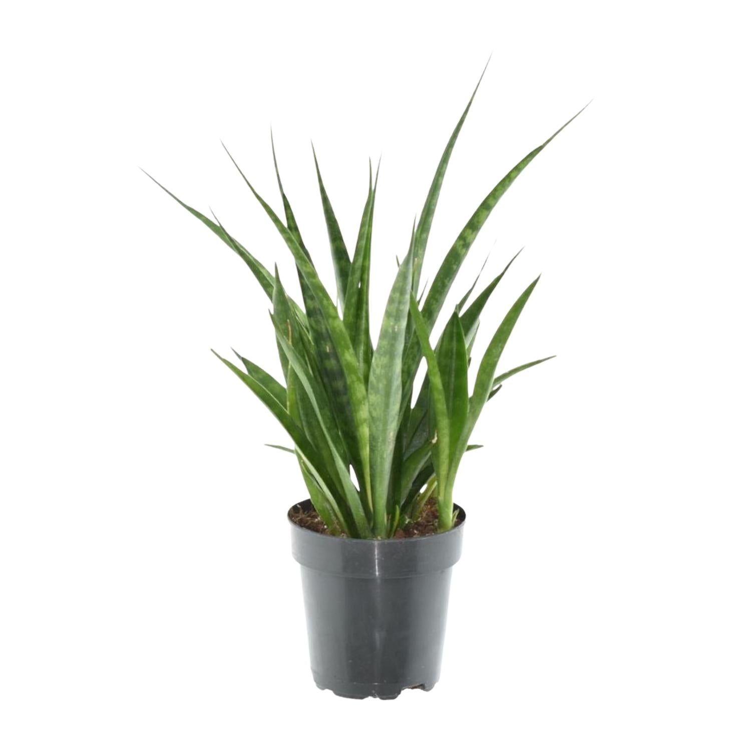 Sansevieria kirkii ‘Friends’ – 38 cm kompakte Bogenhanf‑Art