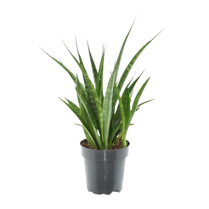 Sansevieria kirkii ‘Friends’ – 38 cm kompakte Bogenhanf‑Art
