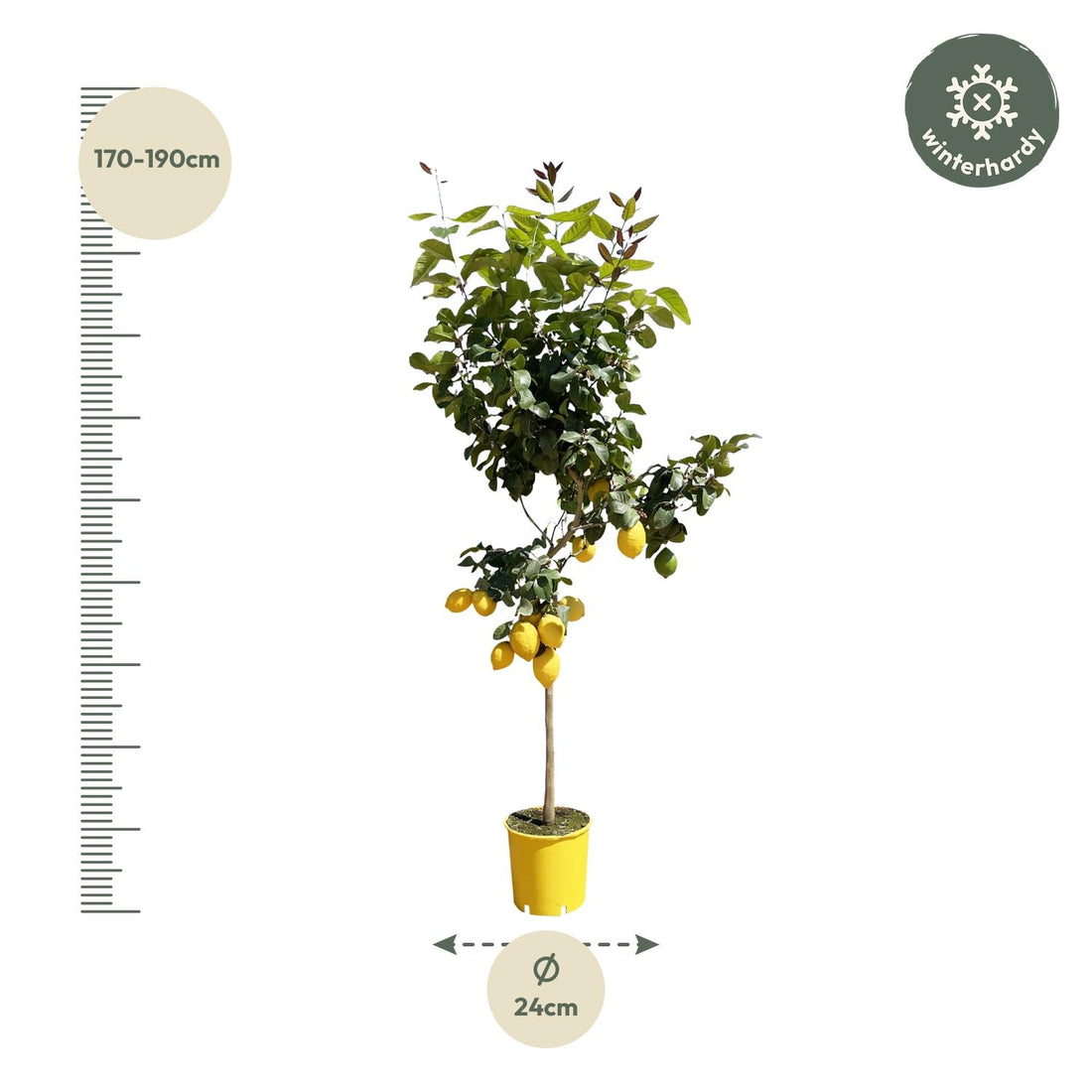 Zitronenbaum - 150 cm - ø24