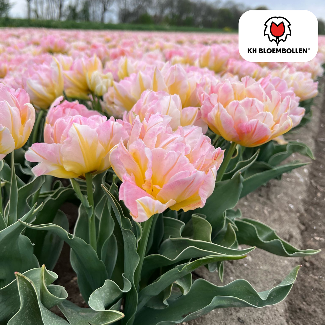 Tulpenzwiebeln Passwort – 20 Stück | Tiefrot &amp; edel