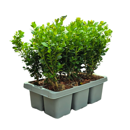 Buxus NewGen Freedom – 6er-Pack – Winterharte Immergrüne Sträucher – Ø7 cm Topf – Höhe ca. 15 cm