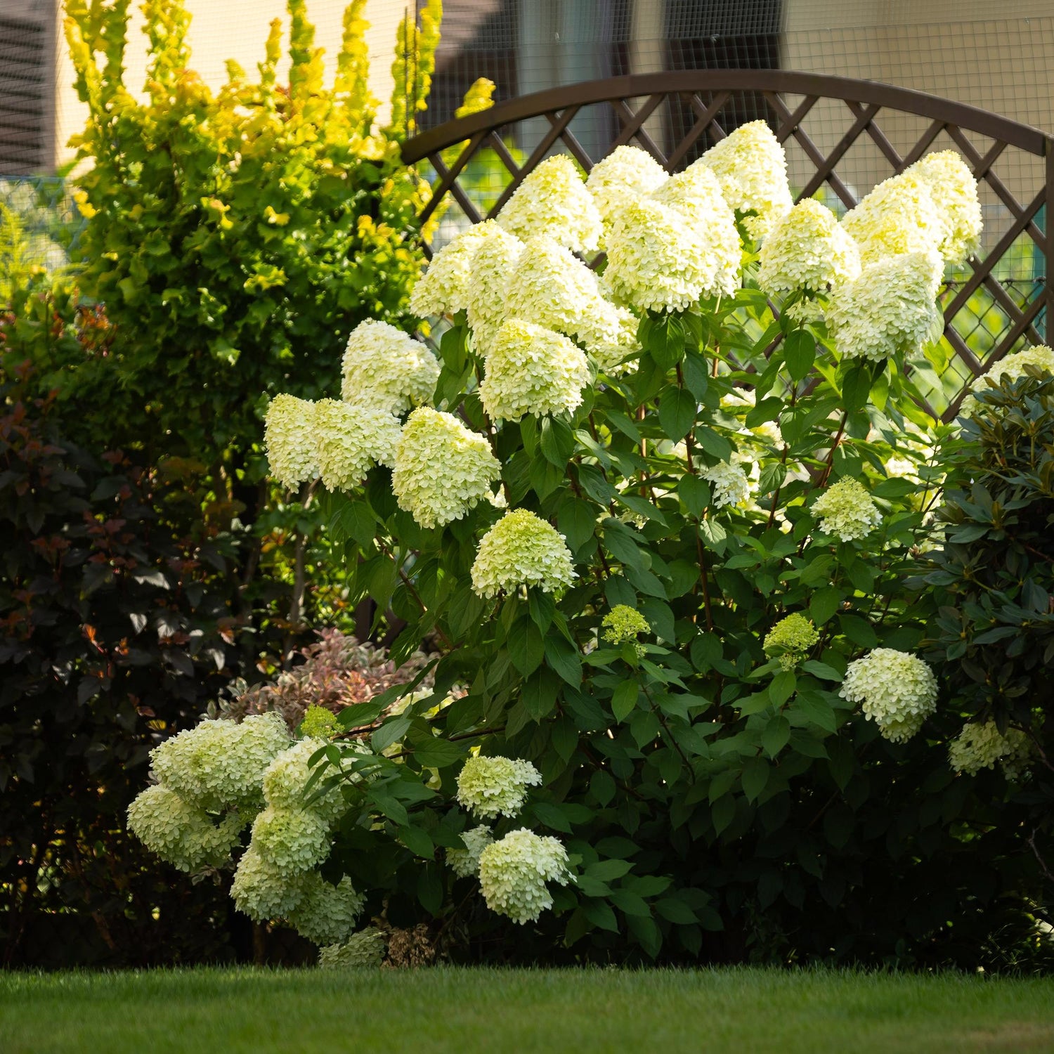Rispenhortensie - Hydrangea panniculata Limelight - Blüten Creme Weiß - 1 Pflanze - Laubabwerfend - Große Blüten - Topf 17cm Höhe 50cm