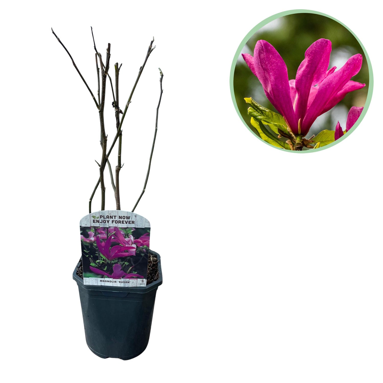 Magnolia Susan - Blumen Dunkelrosa - 1 Pflanze - laubabwerfend - wenig Pflege - Topf 17cm Höhe 45cm