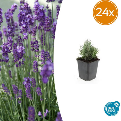 24x Lavandula ang. &