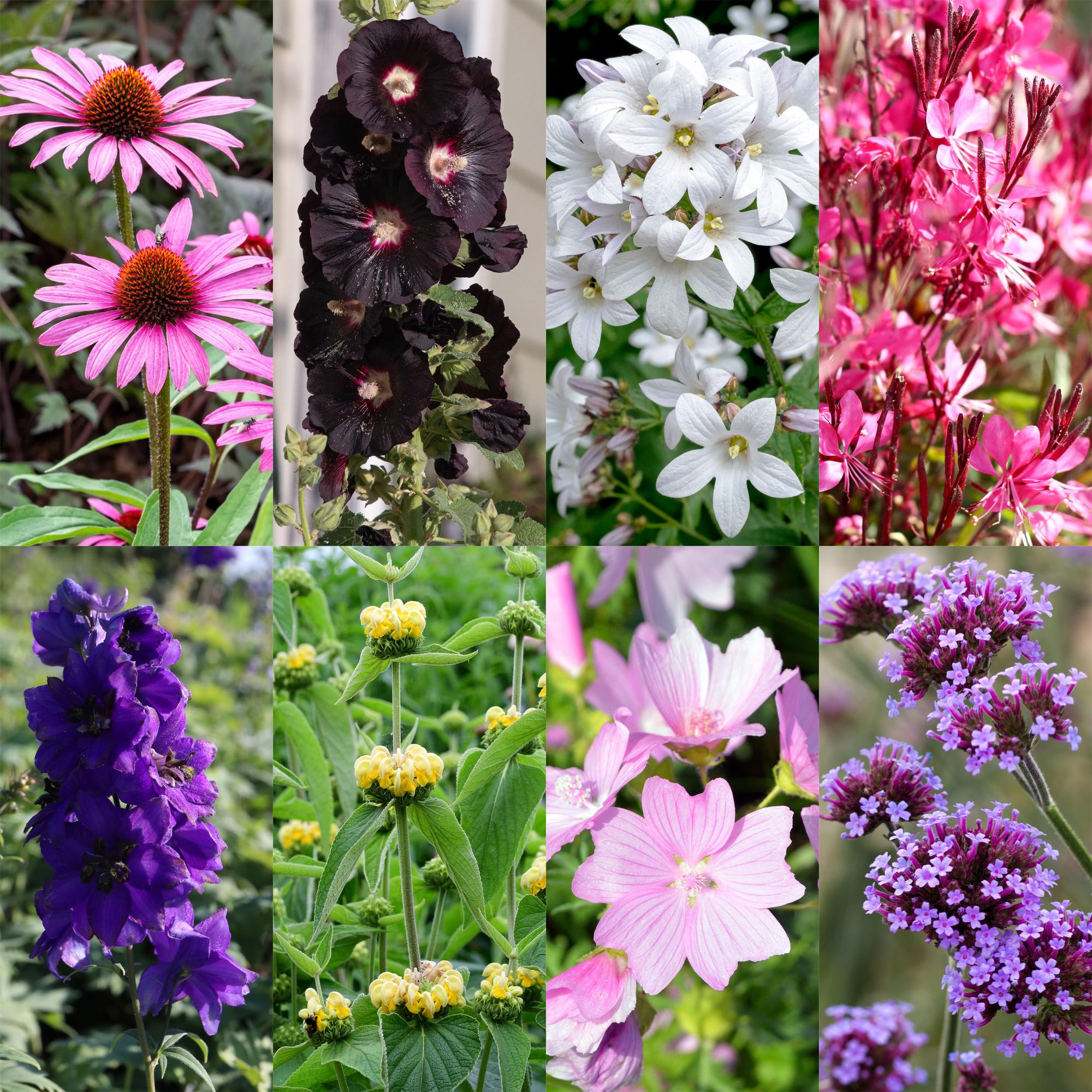 Stauden Packet - Bienen- und Schmetterlingsanziehend - 24 Stauden - Für 3 m2 - Verschiedene Farben - Pflegeleicht - Topf 11cm