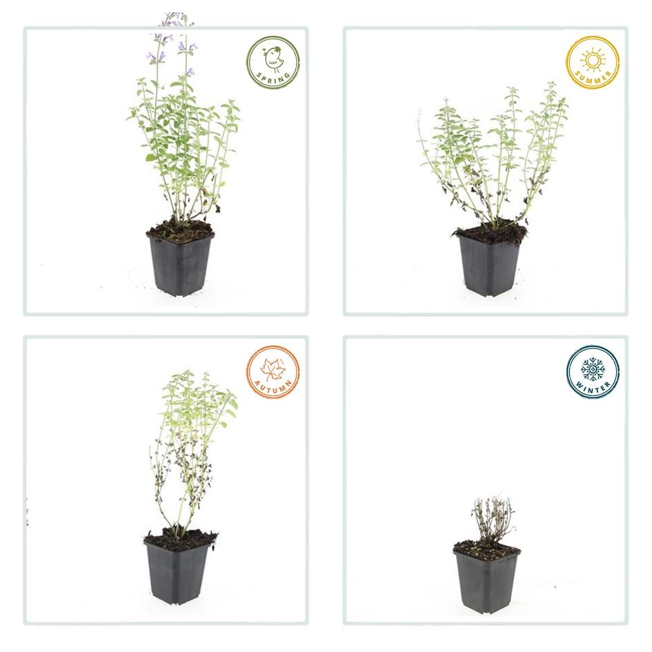 24x Nepeta ‘Walker’s Low’ – Katzenminze mit violettblauen Blüten – Höhe 10–25 cm – Ø 9 cm
