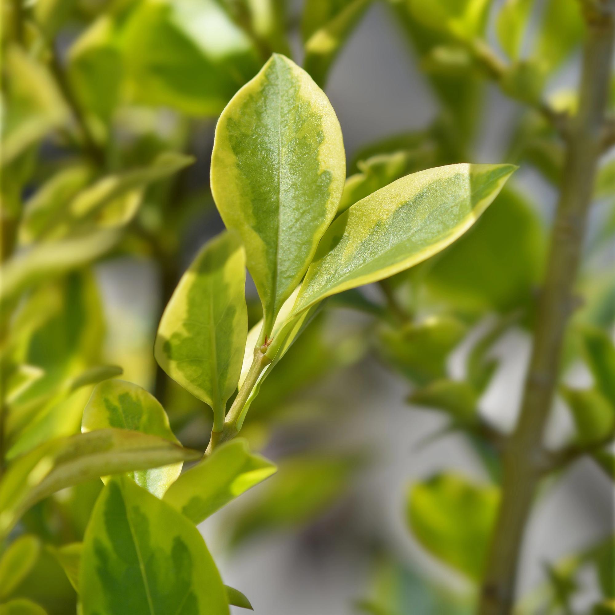 Ligustrum &