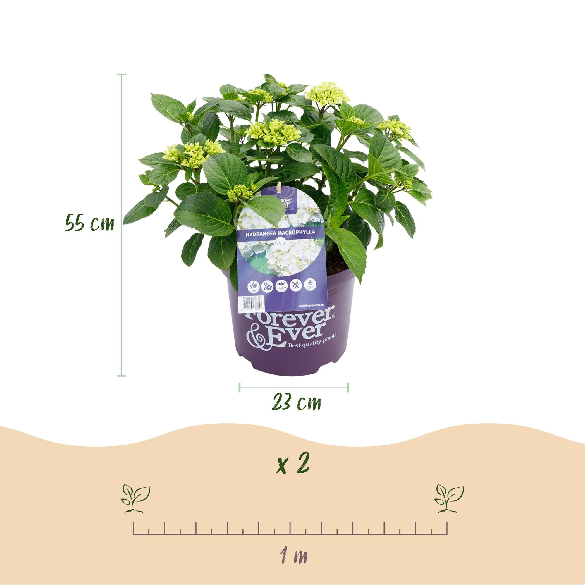 Balkon-Hortensie Forever &amp; Ever Weiß – 2 Pflanzen – 7–12 Blüten – Ø23 cm Topf – Höhe ca. 55 cm
