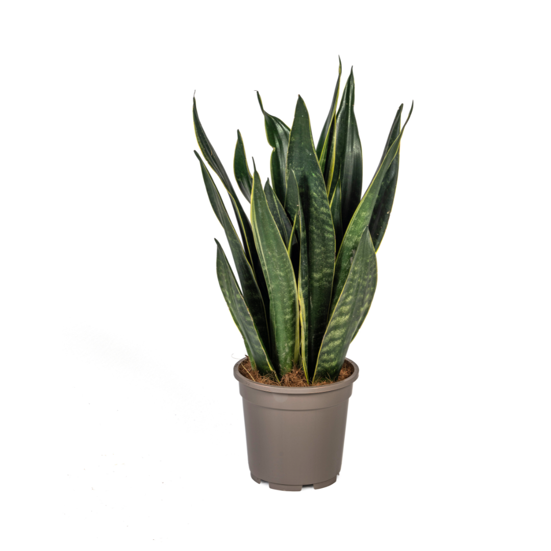 Sansevieria Futura Black – Elegante Schwiegermutterzunge