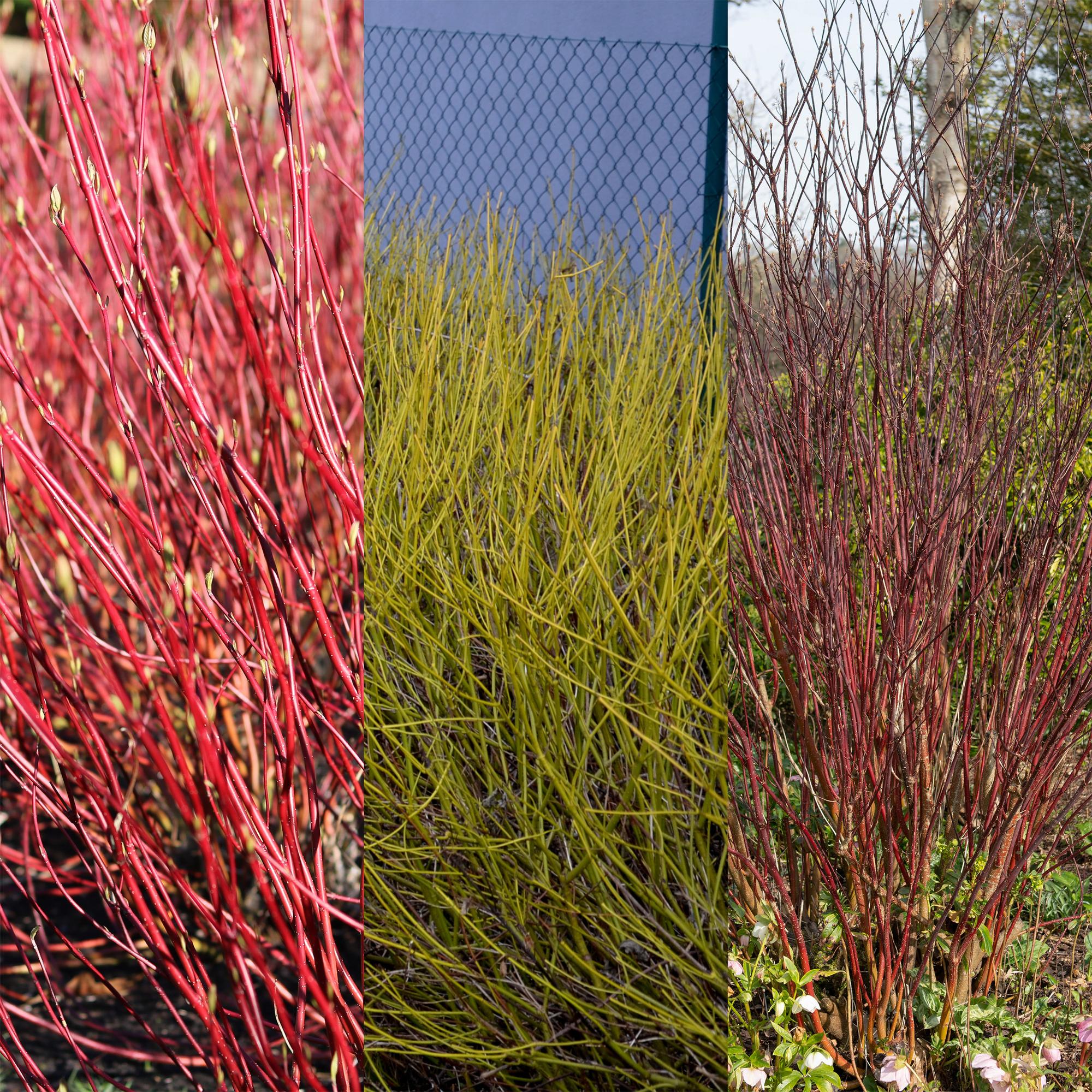 Cornus alba Tricolour - Kombination aus Roten, Grünen und Lila Zweigen - 3 Pflanzen - Laubabwerfend - Wenig Pflege - Topf 17cm Höhe 45cm