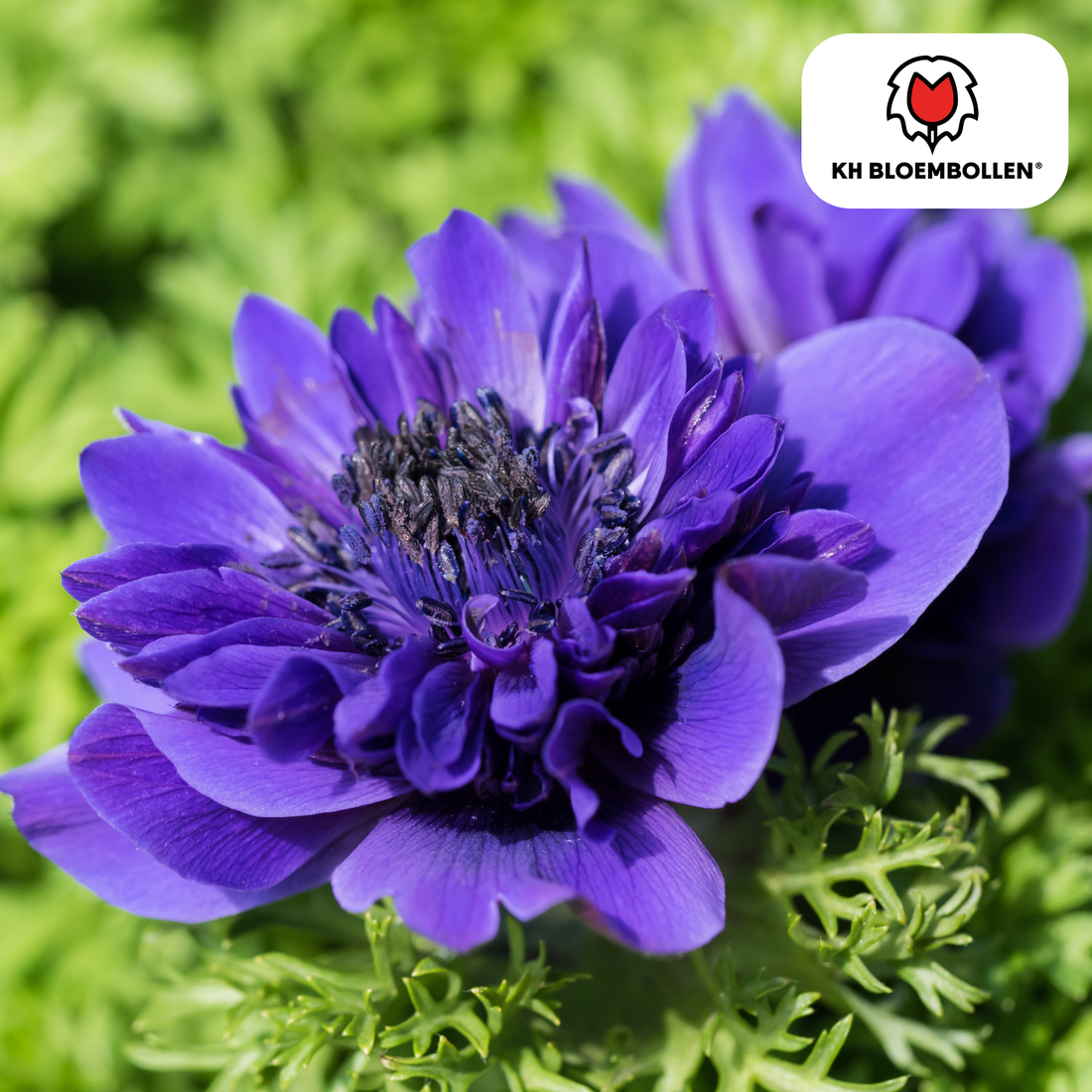 Anemonen doppelt – 30 Stück | Gefüllte Frühlingsblumen