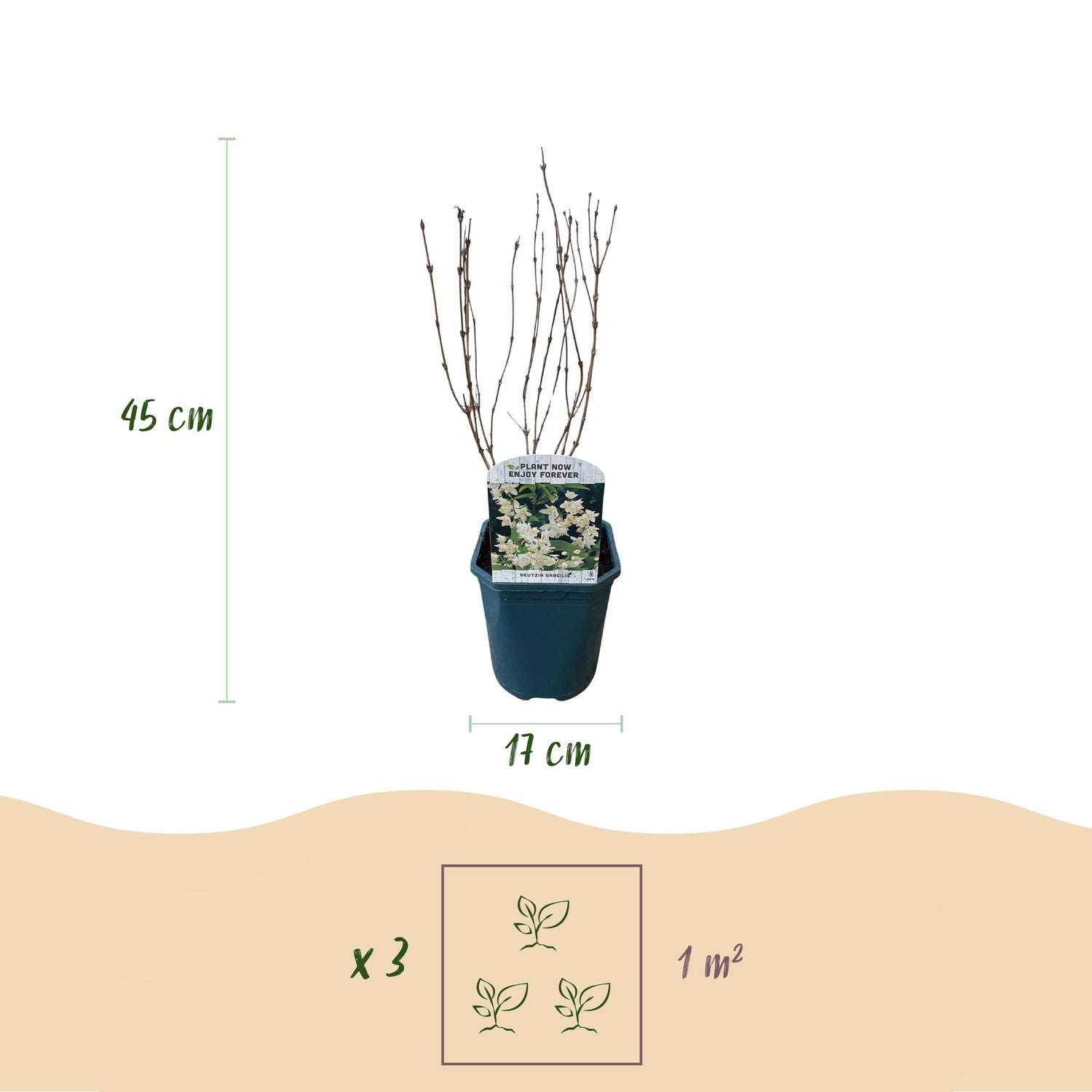 Deutzia Gracilis - Blüte Weiß - 1 Pflanze - Laubabwerfend - Wenig Pflege - Topf 17cm Höhe 45cm