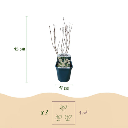 Deutzia Gracilis - Blüte Weiß - 1 Pflanze - Laubabwerfend - Wenig Pflege - Topf 17cm Höhe 45cm