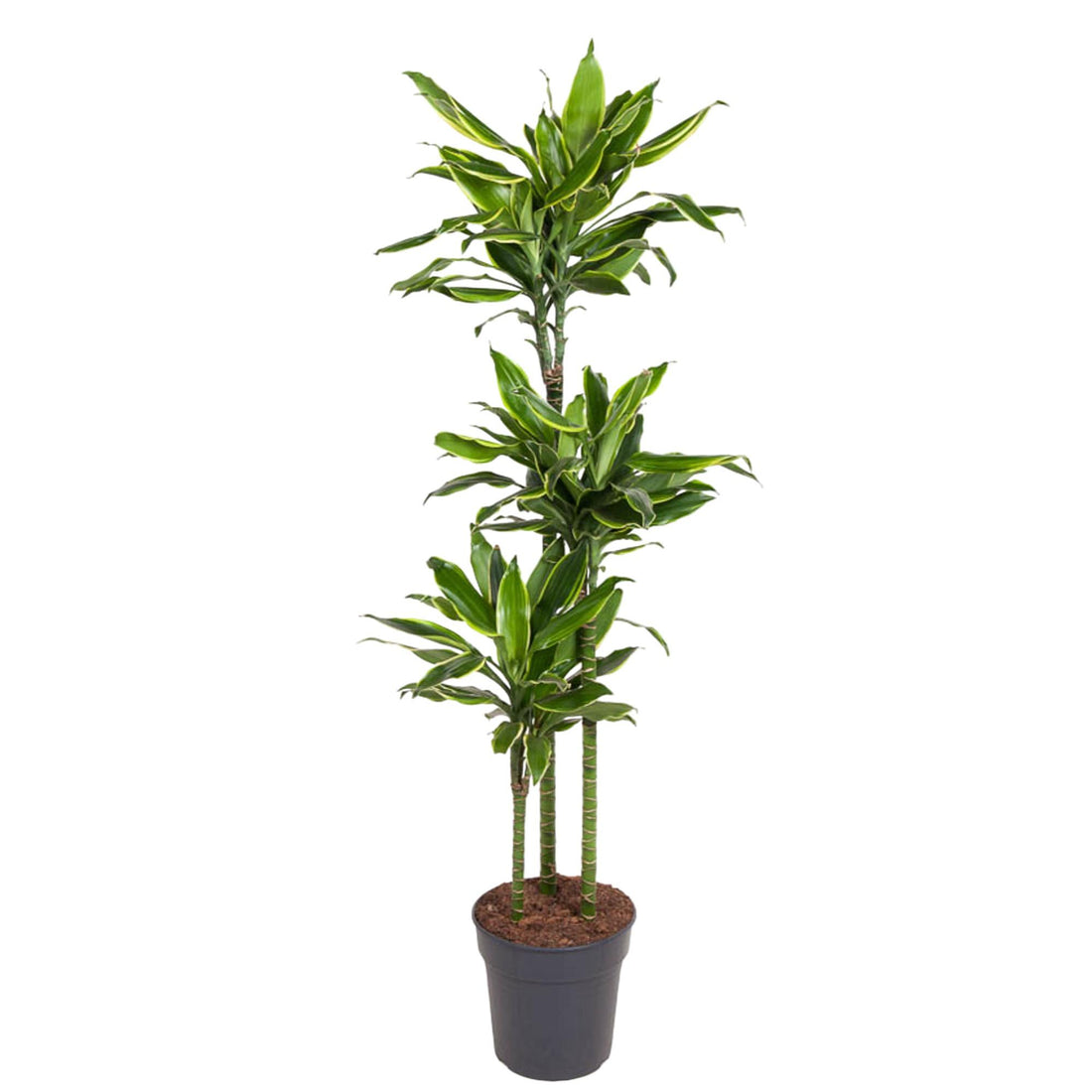 Dracaena Golden Coast 140 - 200 cm – Pflegeleicht & luftreinigend